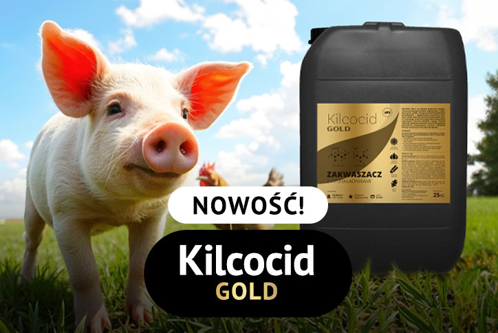 aktualnosci kilcocid gold